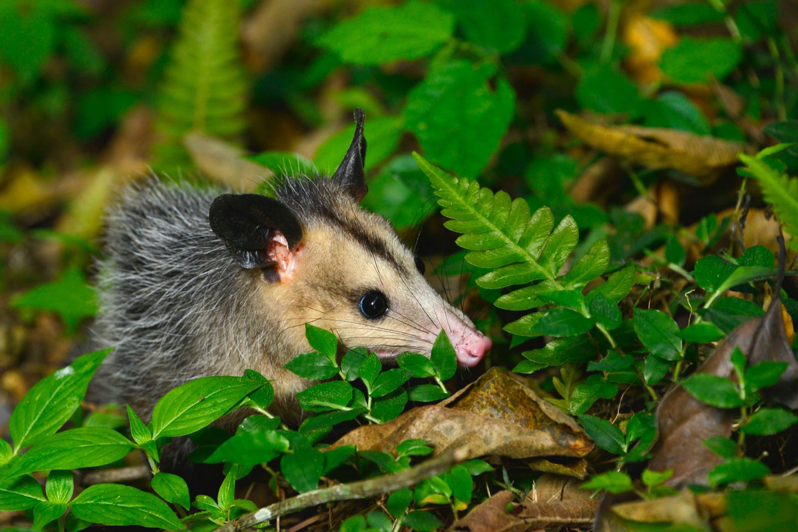 Lee más sobre el artículo ANIMALES  LIBERADOS EN EL DÍA MUNDIAL DE LA BIODIVERSIDAD