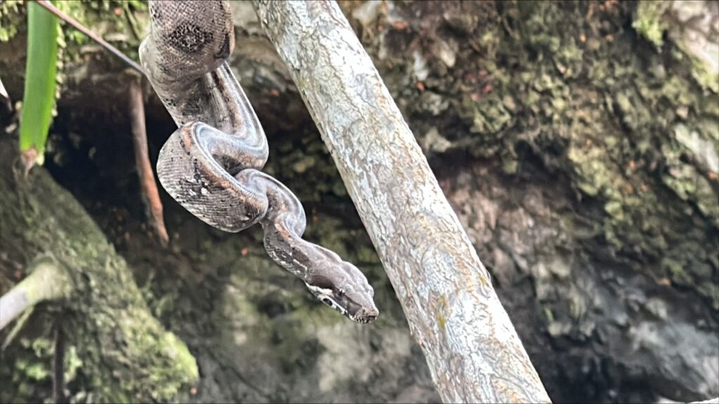 Animales liberados por la CVC en Reserva Natural Nirvana de Palmira.